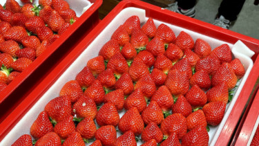 【イケてるローカル企業】未来苺　福岡県久留米市で、イチゴ農家体験をしてきました！